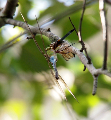 [Side view of the two dragonflies. The Blue Dasher (blue body with black end) sticks straight out of the mouth area of the Common Green Darner. The Darner is holding on to a small tree branch. The Darner is approximately 3 times as large as the Dasher.]